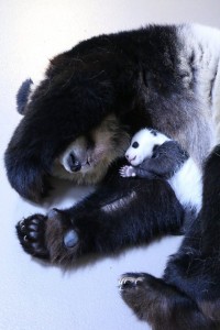 er shun and cub